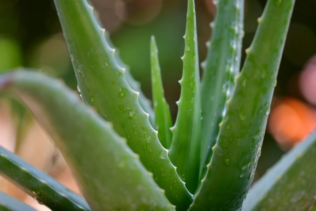 Aloe vera 